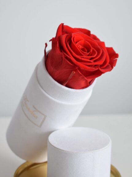 Czerwona wieczna róża - biały box