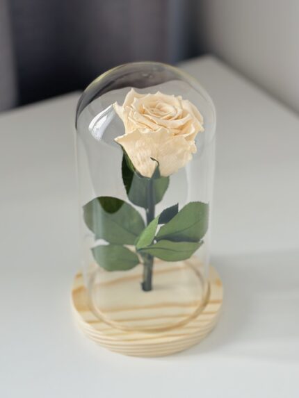 Wieczna kremowa róża | szklana kopułka