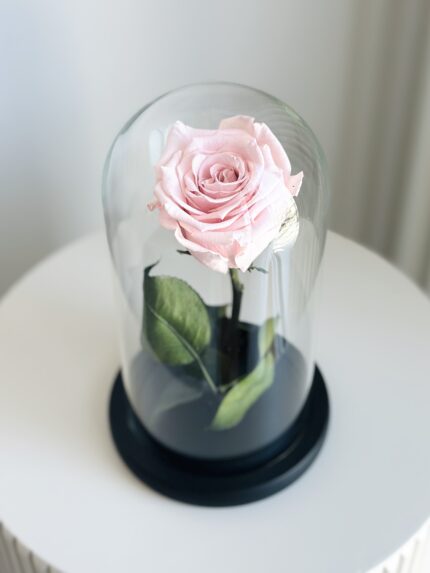Wieczna różowa róża | szklana kopułka
